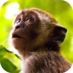 🐒 monkey sounds android application logo